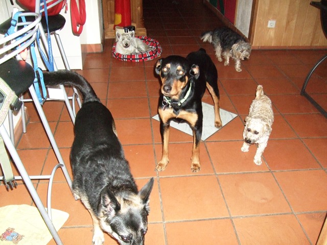 Bärbel_Cookie_Toffe