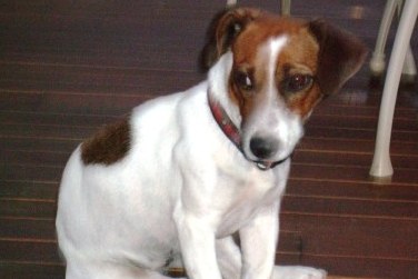 Chico Urlaubsbekannschaft