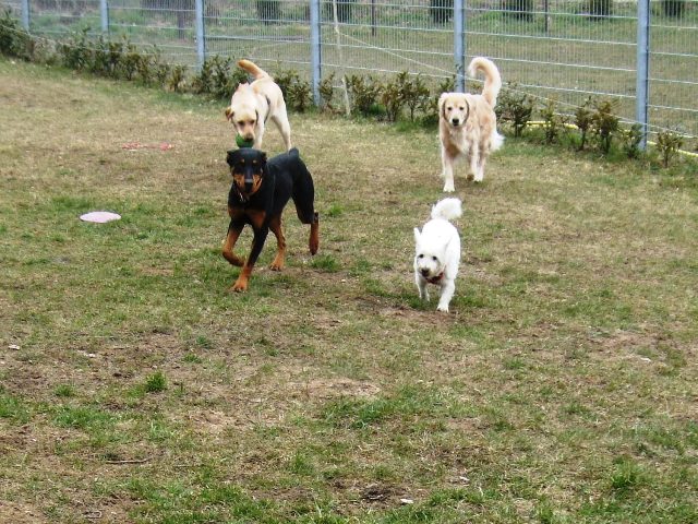 Timba_Mozart_Bärbel_Soey