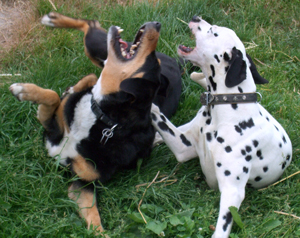 Hundebetreuungspreise