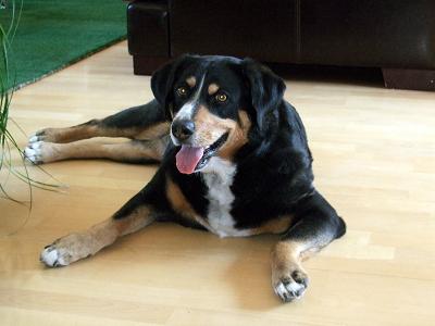 Hundebetreuung in familiärer Umgebung